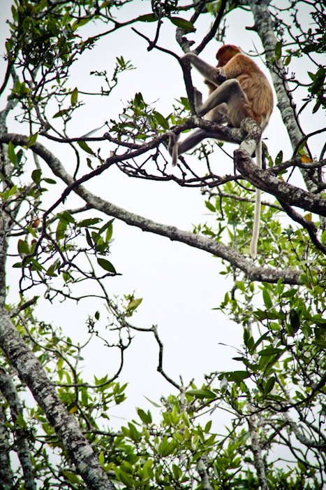 Proboscis Monkeys in Brunei