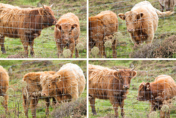 Highland Cattle, Scotland Highland Cattle, Scotland