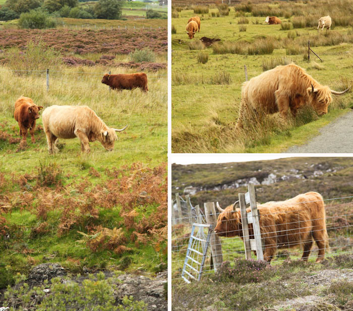 Highland Cattle, Scotland Highland Cattle, Scotland