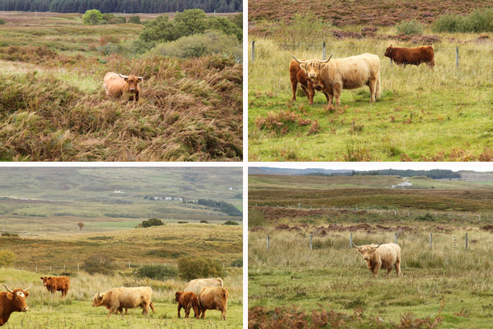 Highland Cattle, Scotland Highland Cattle, Scotland