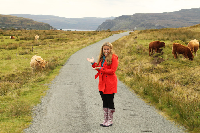 Highland Cattle, Scotland Highland Cattle, Scotland
