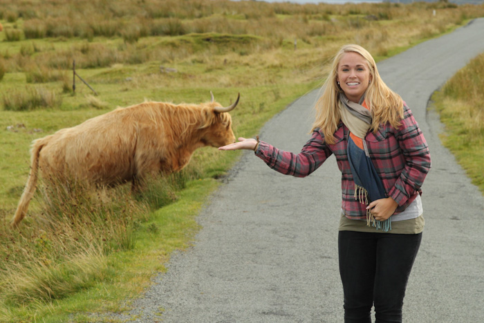 Highland Cattle, Scotland Highland Cattle, Scotland
