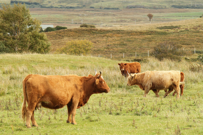 Highland Cattle, Scotland Highland Cattle, Scotland