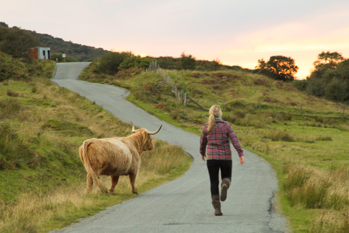 Highland Cattle, Scotland Highland Cattle, Scotland
