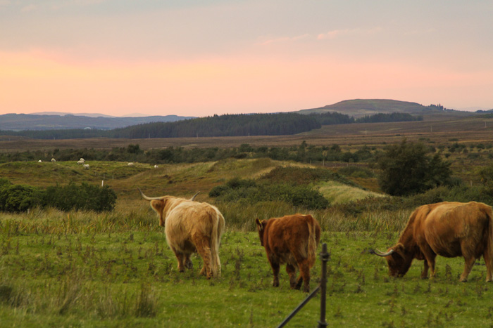 Highland Cattle, Scotland Highland Cattle, Scotland