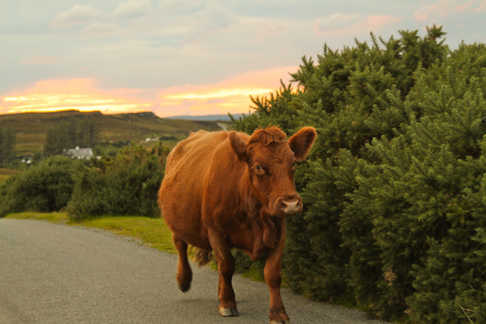 Highland Cattle, Scotland Highland Cattle, Scotland