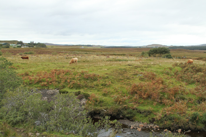 Highland Cattle, Scotland Highland Cattle, Scotland