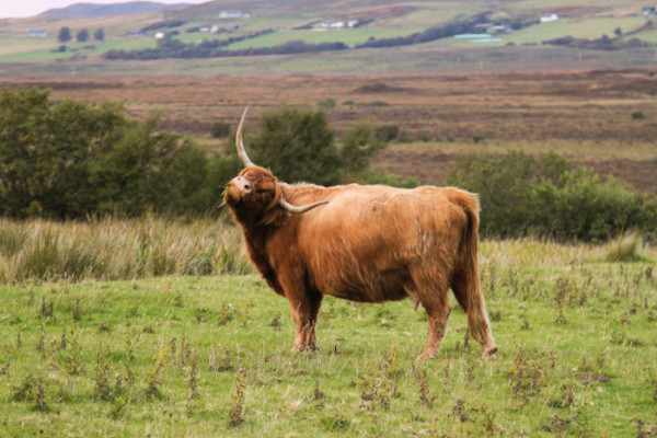 Highland Cattle in Scotland’s Isle of Skye | On the hunt in Isle of Skye for the famous Highland cattle of Scotland.