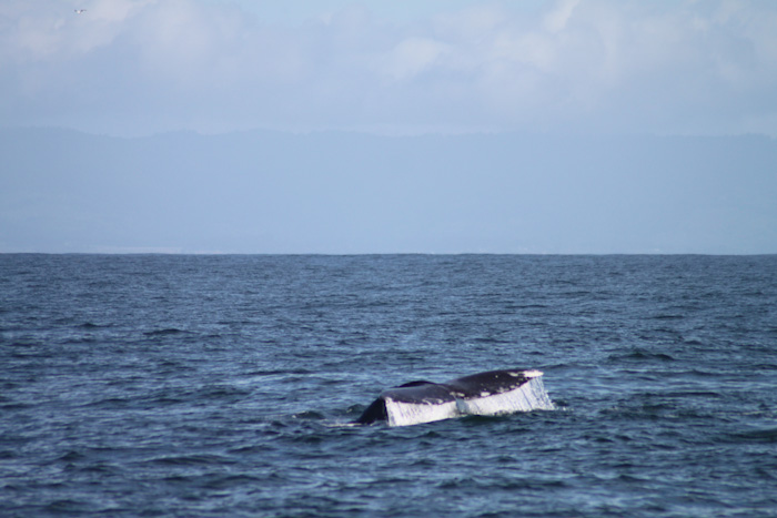 Whale Watching, San Francisco, California