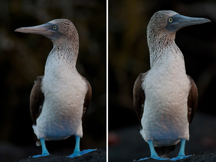 Galapagos Islands, Ecuador
