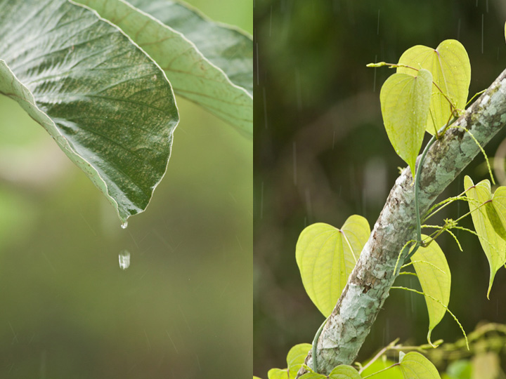 birding in Panama