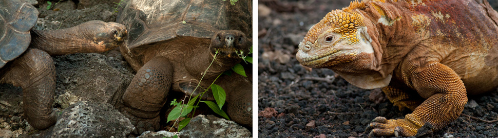 Galapagos Islands, Ecuador