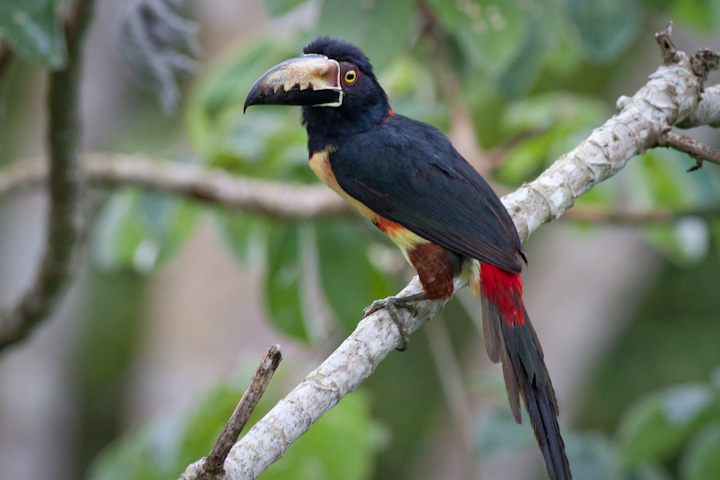 birding in Panama