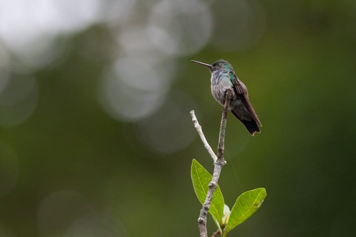 birding in Panama