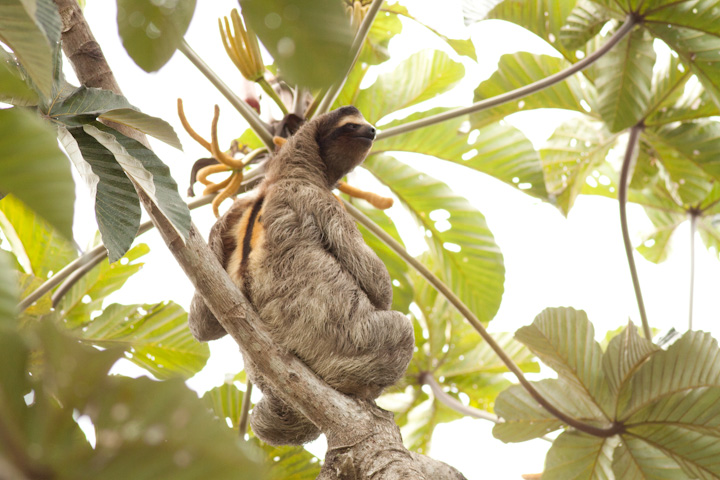 sloth in Panama