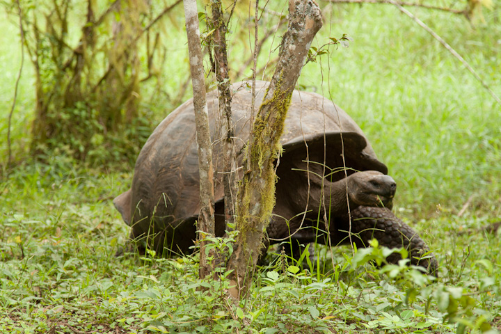 Galapagos Islands, Ecuador