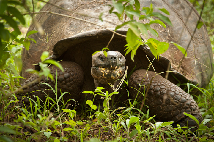 Galapagos Islands, Ecuador