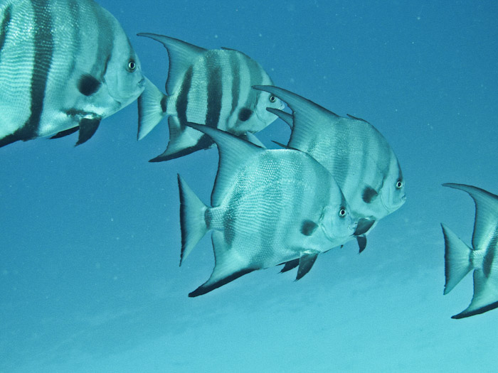 angelfish in Anguilla