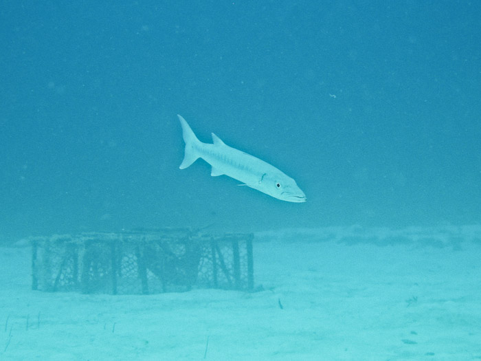 Barracuda in Anguilla