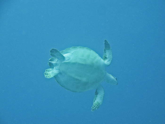 Turtle in Anguilla