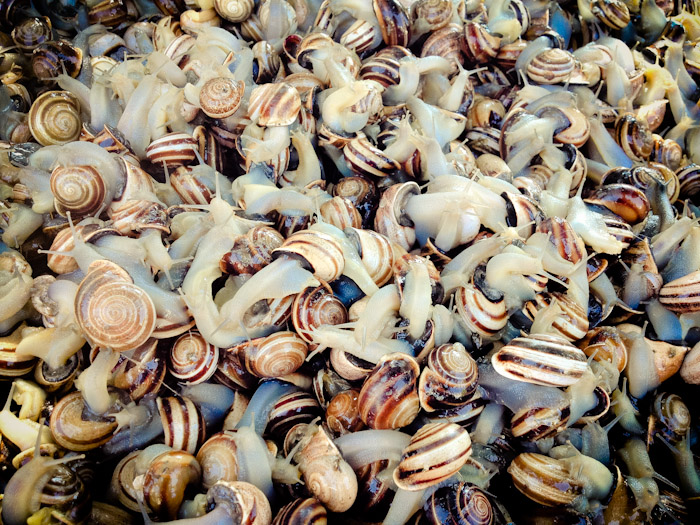 Snails in Spain