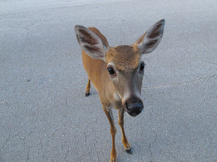 Key Deer in the Florida Keys