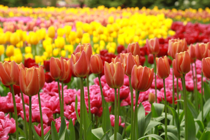 Keukenhof tulips in Holland