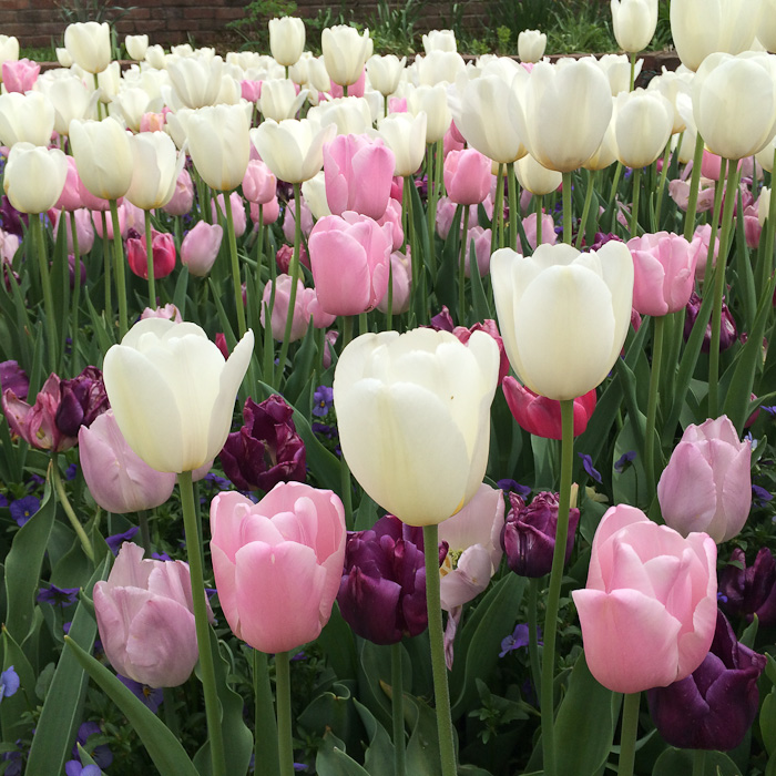 Tulips at Cheekwood in Nashville