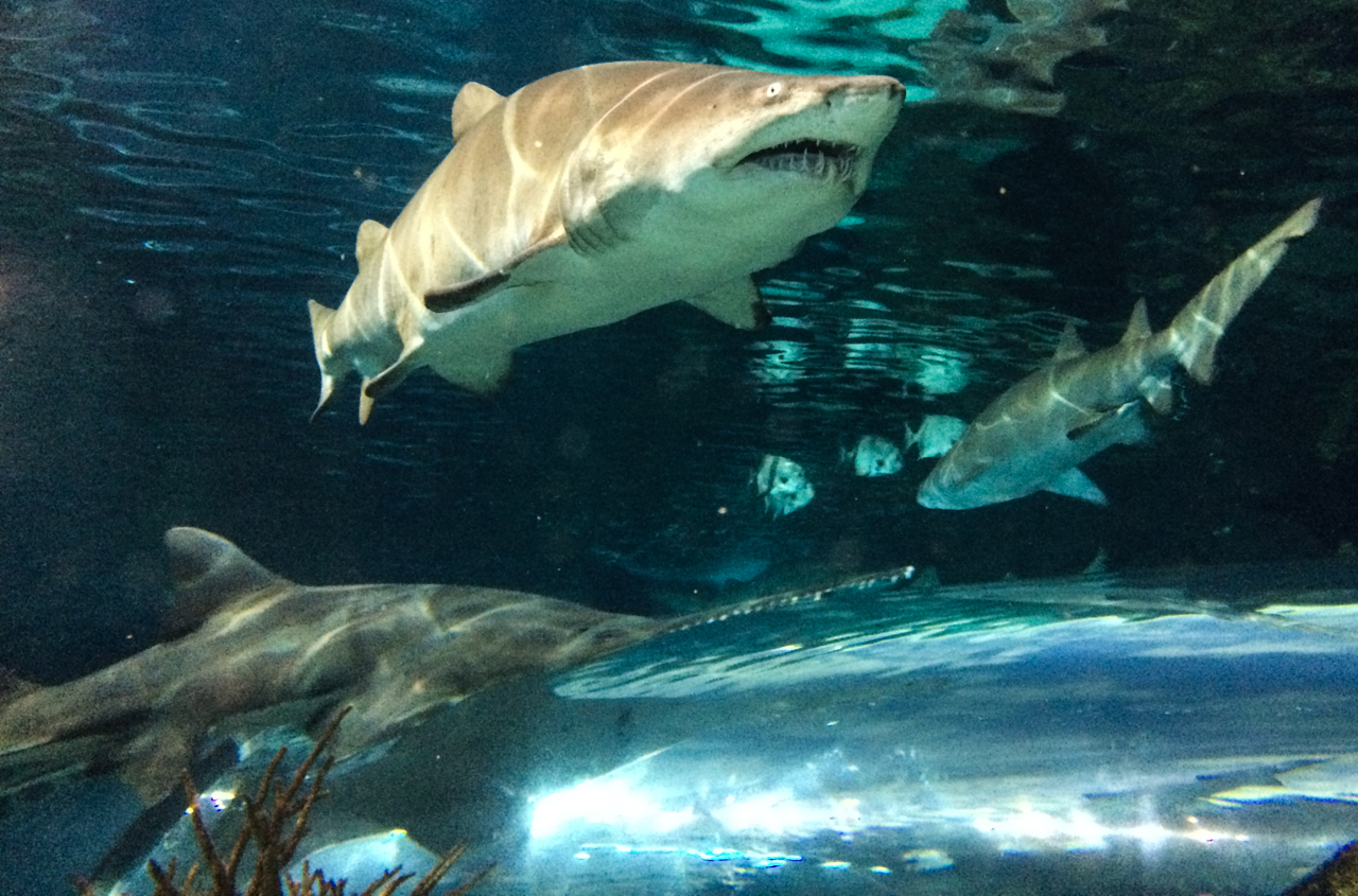 Gatlinburg aquarium sharks