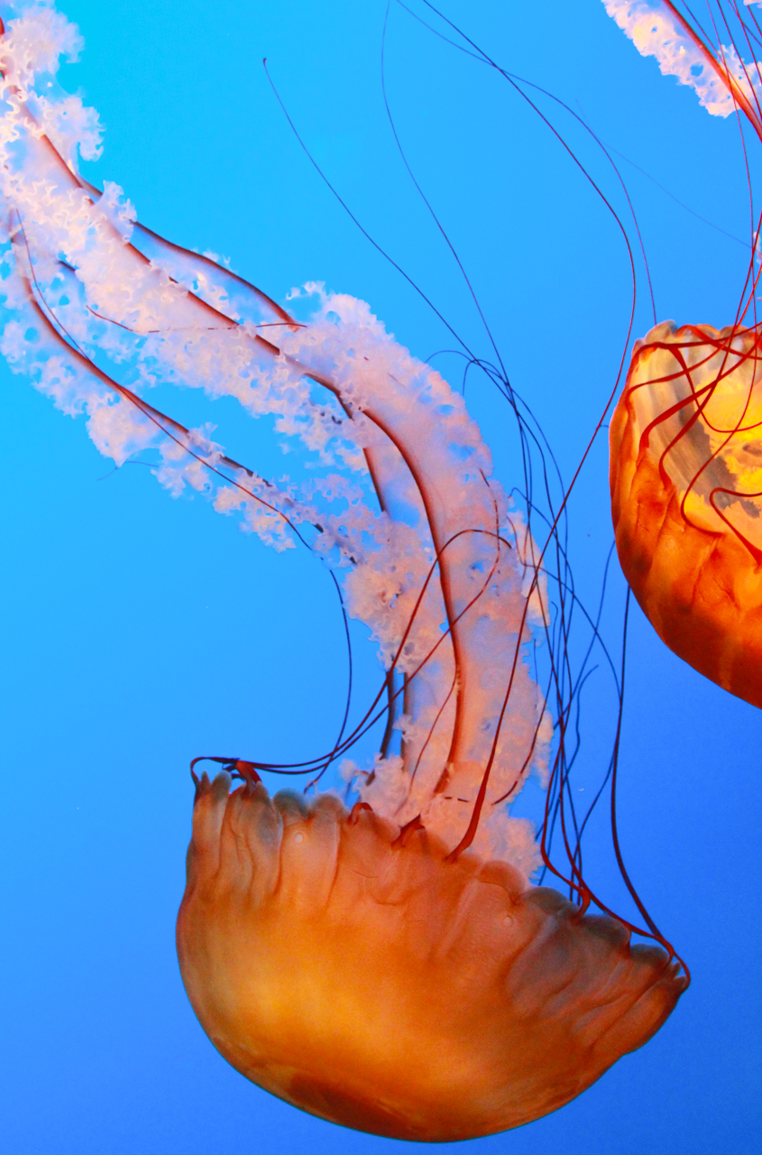Gatlinburg jellyfish