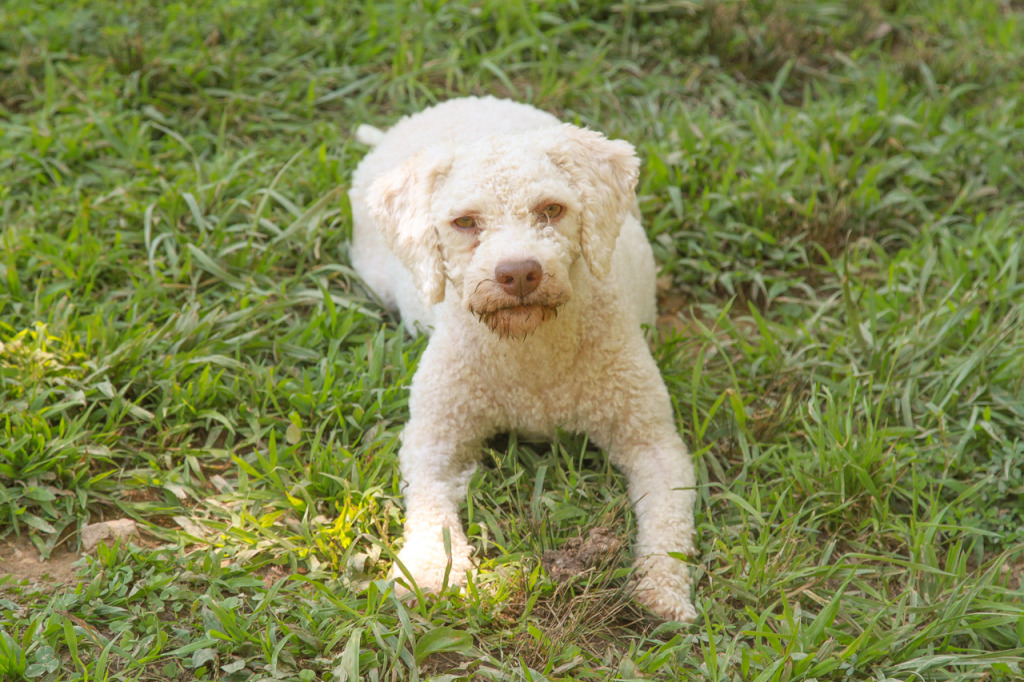 Truffle Dogs at Blackberry Farm