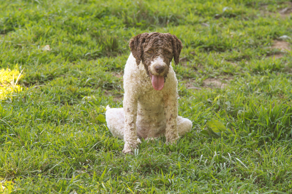 Truffle Dogs at Blackberry Farm
