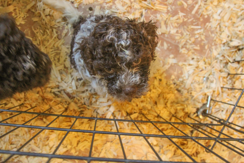 Truffle Dogs at Blackberry Farm