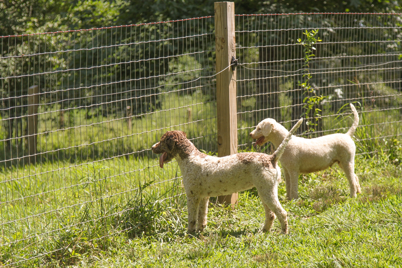 Truffle Dogs at Blackberry Farm