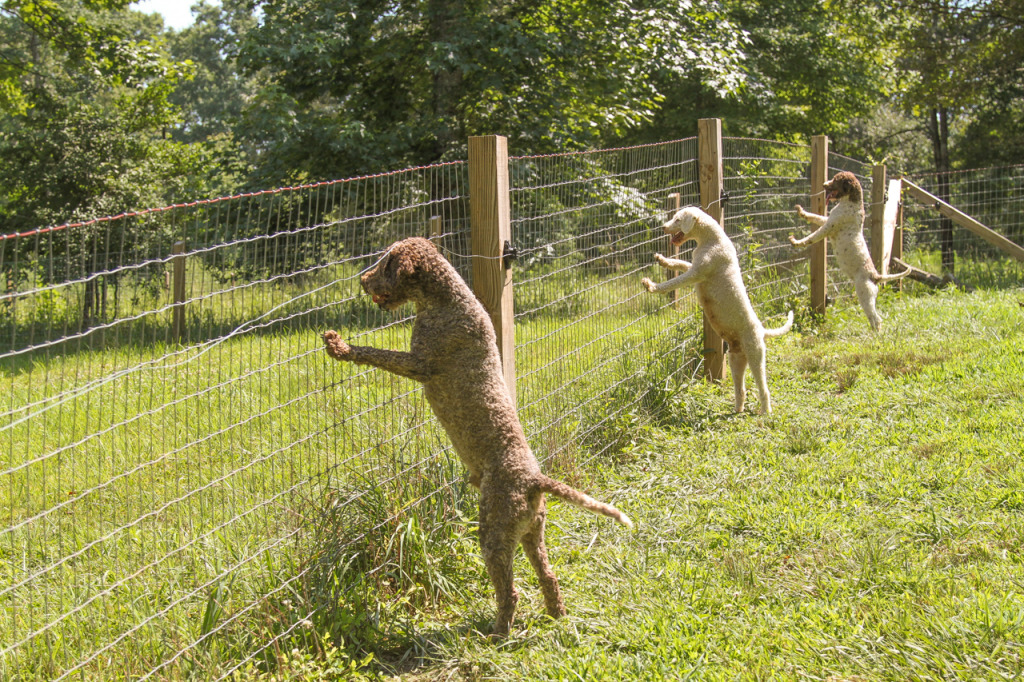 Truffle Dogs at Blackberry Farm