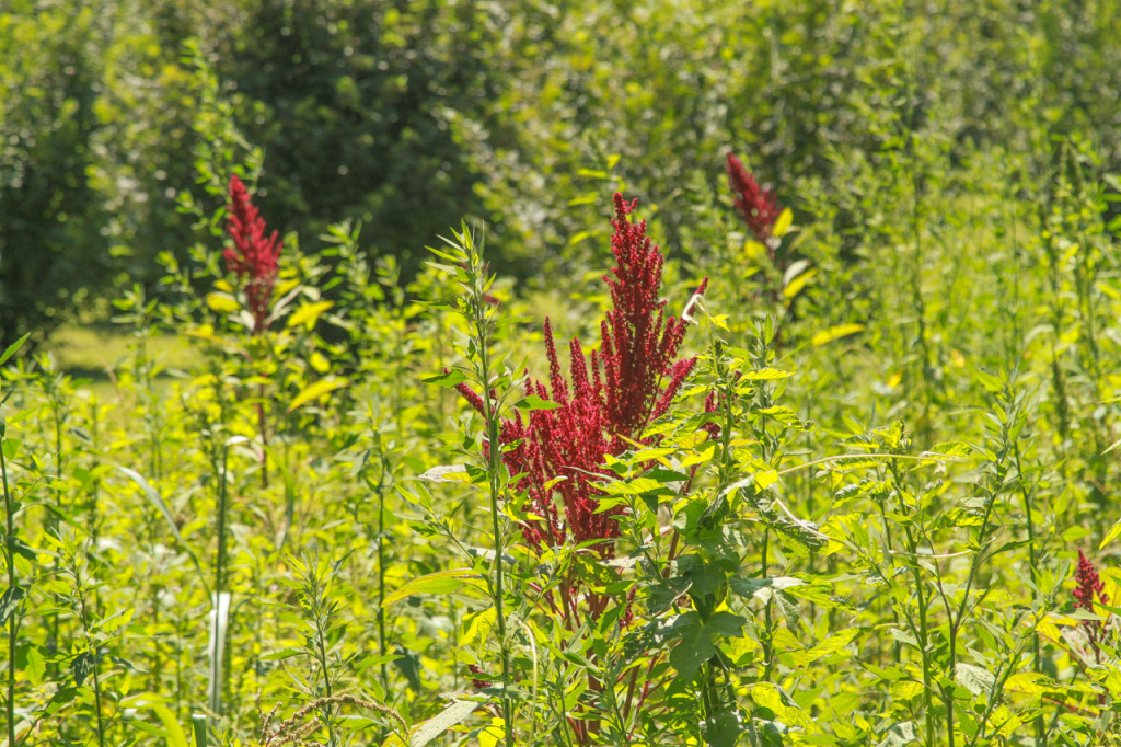 Blackberry Farm in the Tennessee Smokies