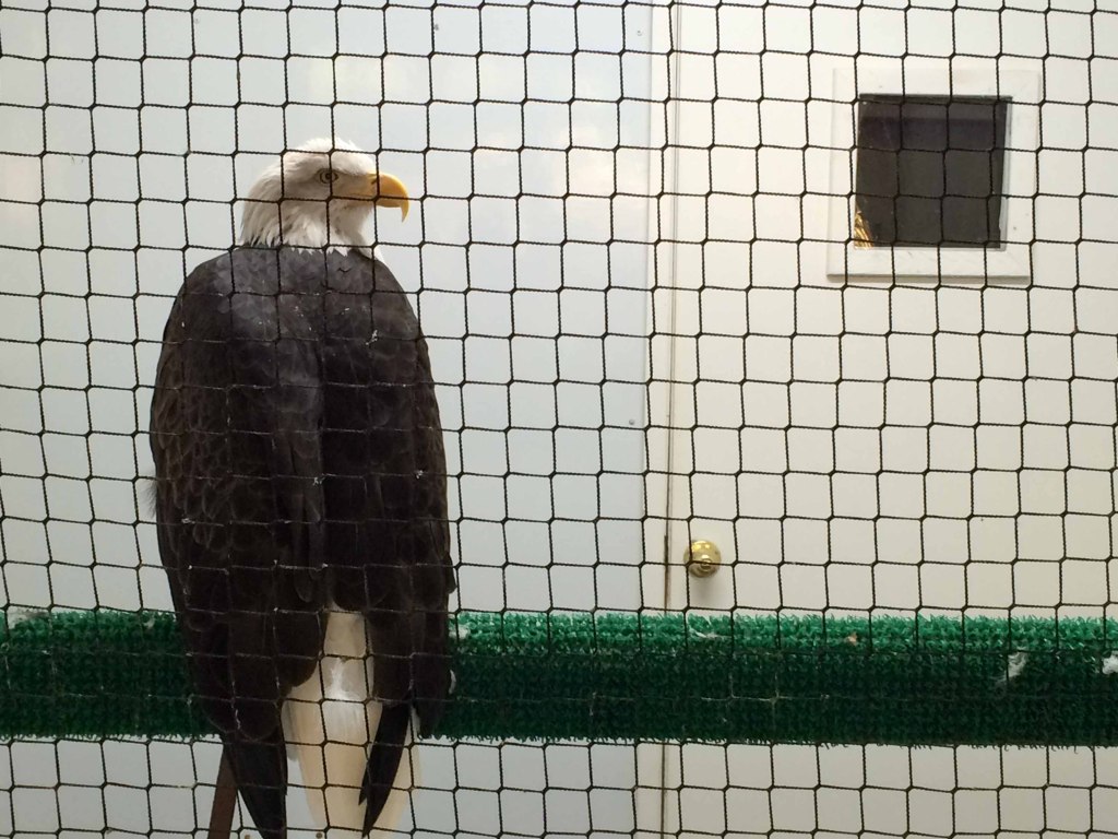 Dollywood bald eagle