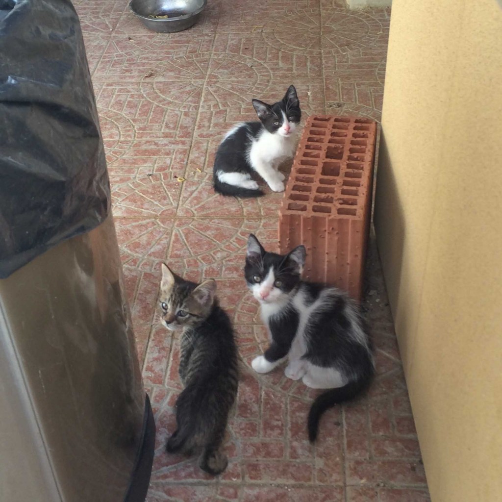 Cats in Sicily