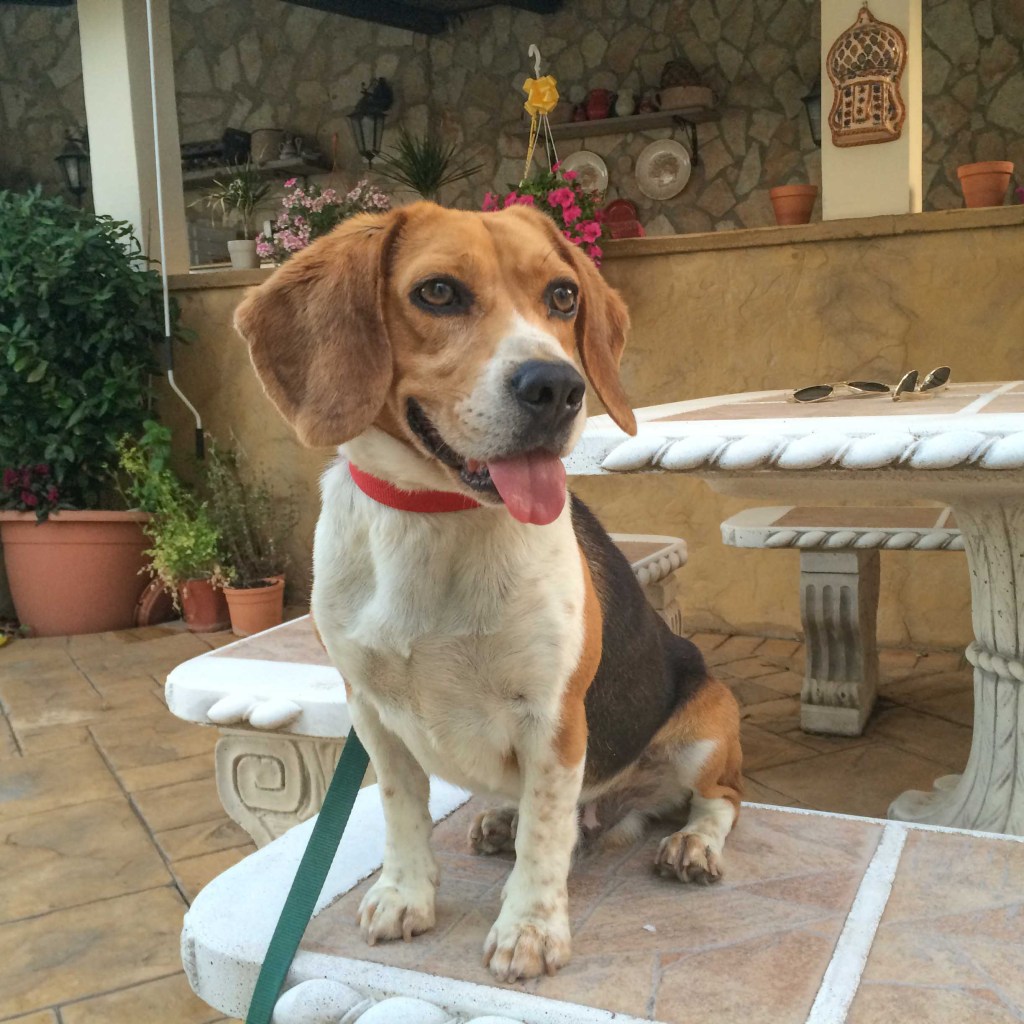 Winston the Beagle
