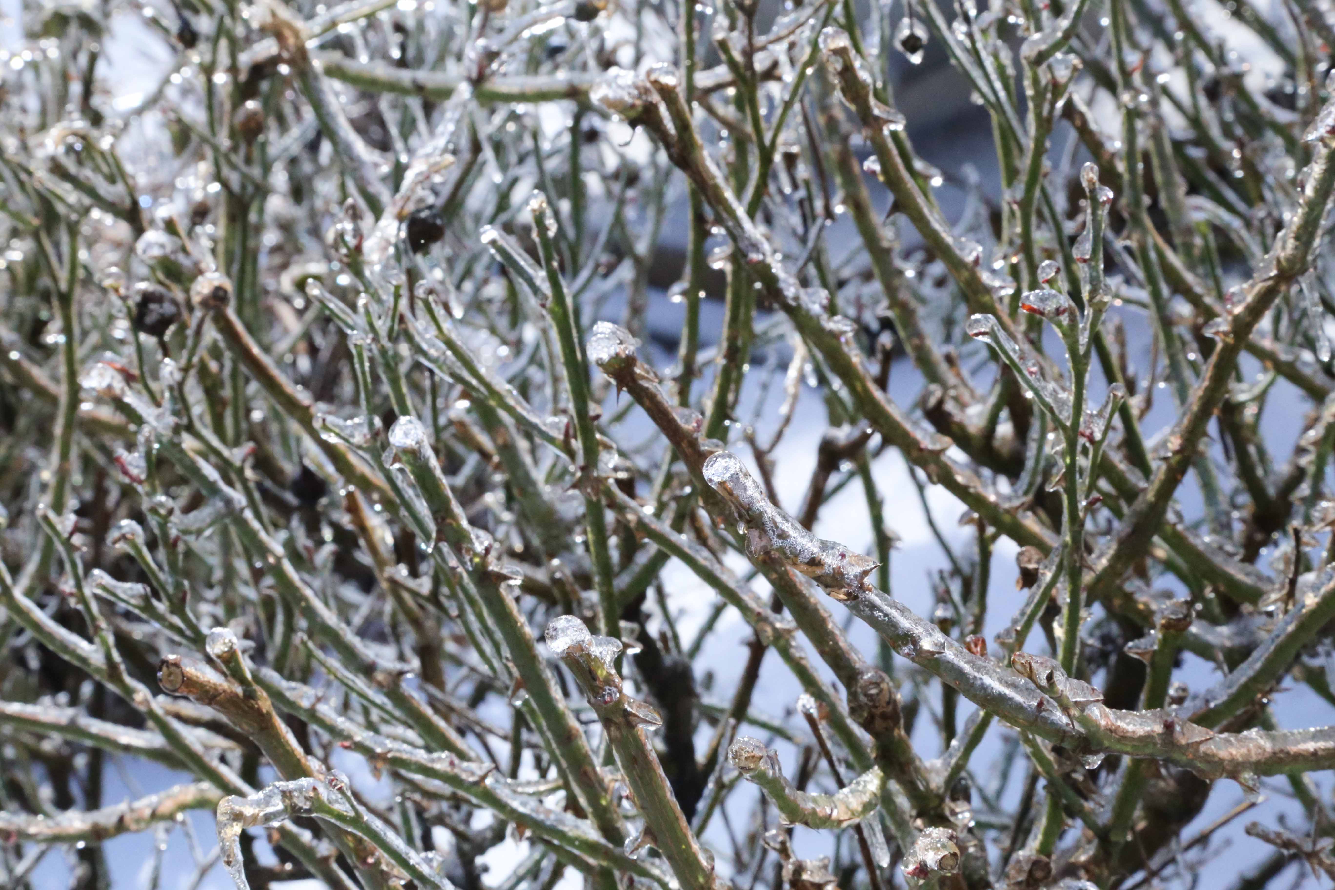 Ice Storm of 2015 — Tennessee