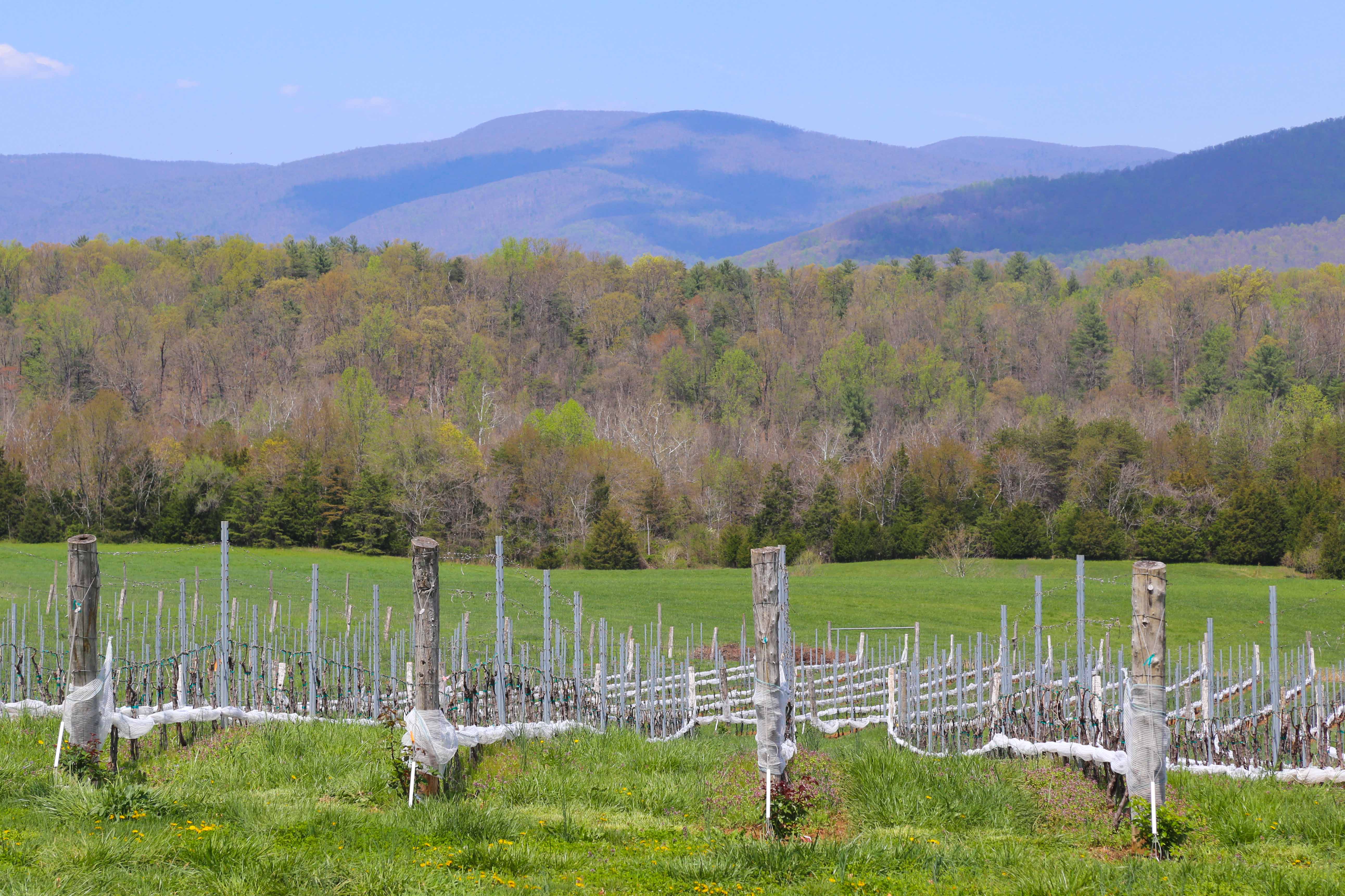 Keswick Vineyard: A Wine Tour of Virginia