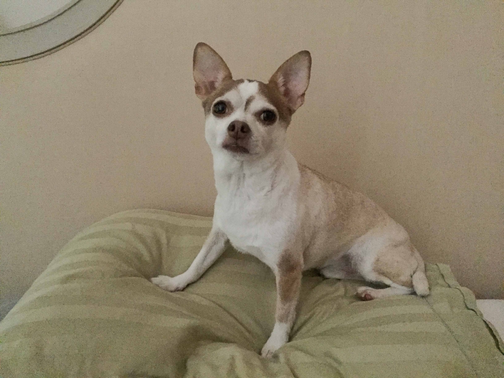 Max the Chihuahua