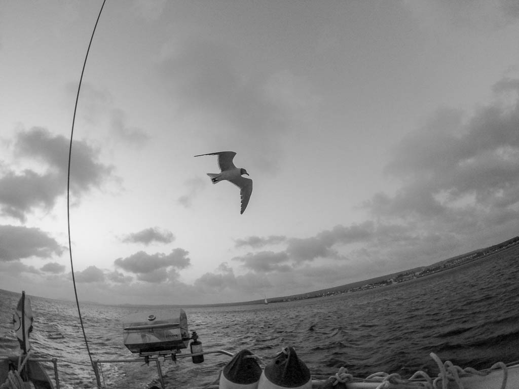 Fluroscent Snorkeling with Flow Bonaire