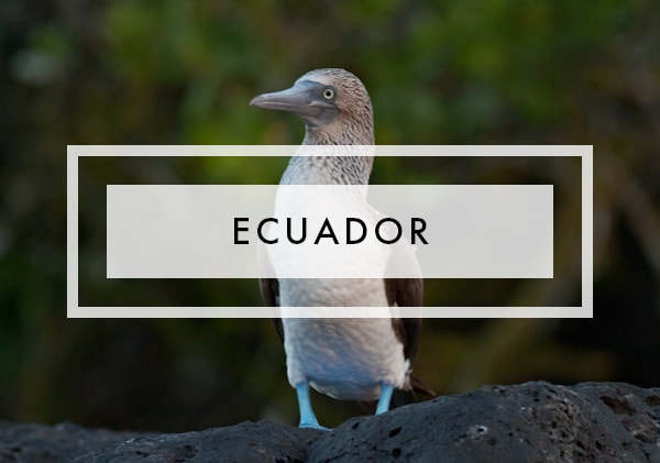 Posts on ecuador