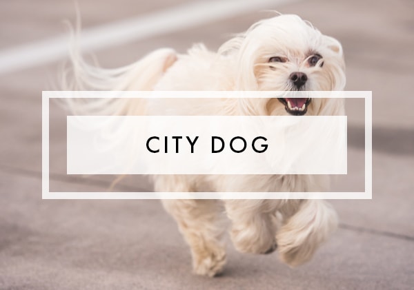 Posts on City Dog
