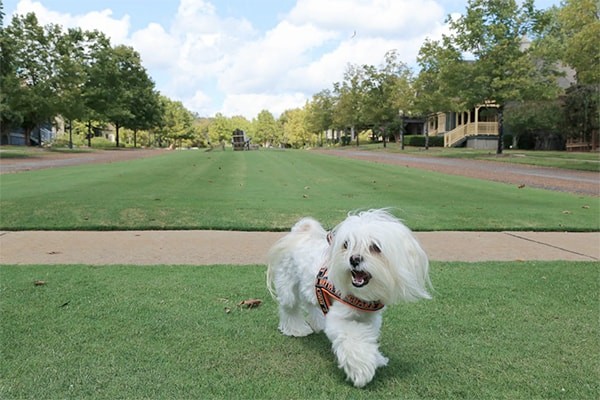 City Dog Goes to Georgia: A Barnsley Gardens Weekend thumbnail