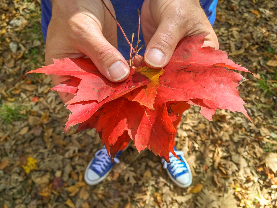 As the temperatures drop, so do the prices, and it's never easier to travel than the off-shoulder months of fall. These 3 road trips from Tennessee are on my radar these autumn months. Where all are you hoping to travel?