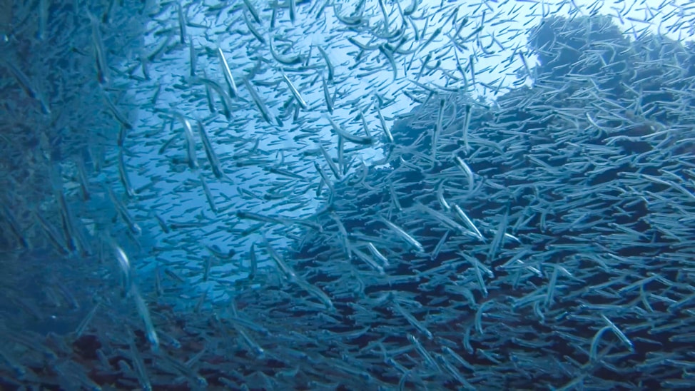 Schools of silversides in Deep Water Cay. This fishing resort may just be the Bahamas' best kept dive secret. | CamelsAndChocolate.com