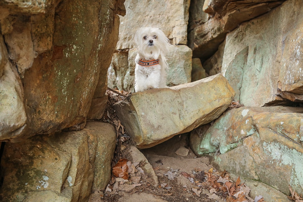 Hiking with Dogs: Sewanee's Natural Bridge in Tennessee