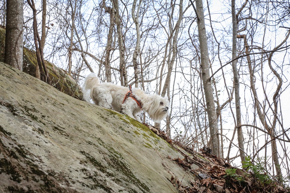 Hiking with Dogs: Sewanee's Natural Bridge in Tennessee